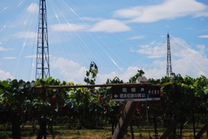 vineyard